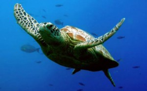 Journey of Turtle from East Java to Australia Reveals Oceanic Superhighway Mistery