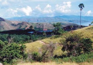 11 Facts about Komodo National Park