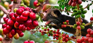 Luwak Coffee, the Most Expensive Coffee in the World